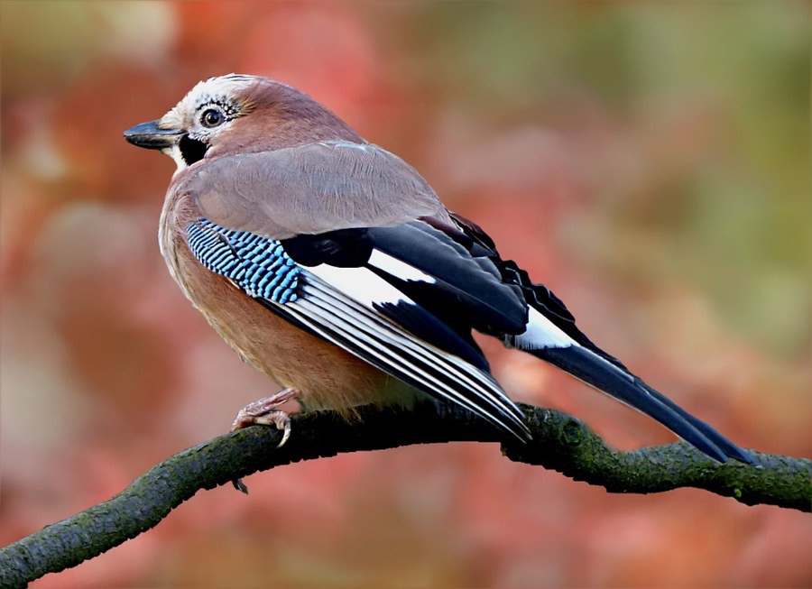 Image from the post